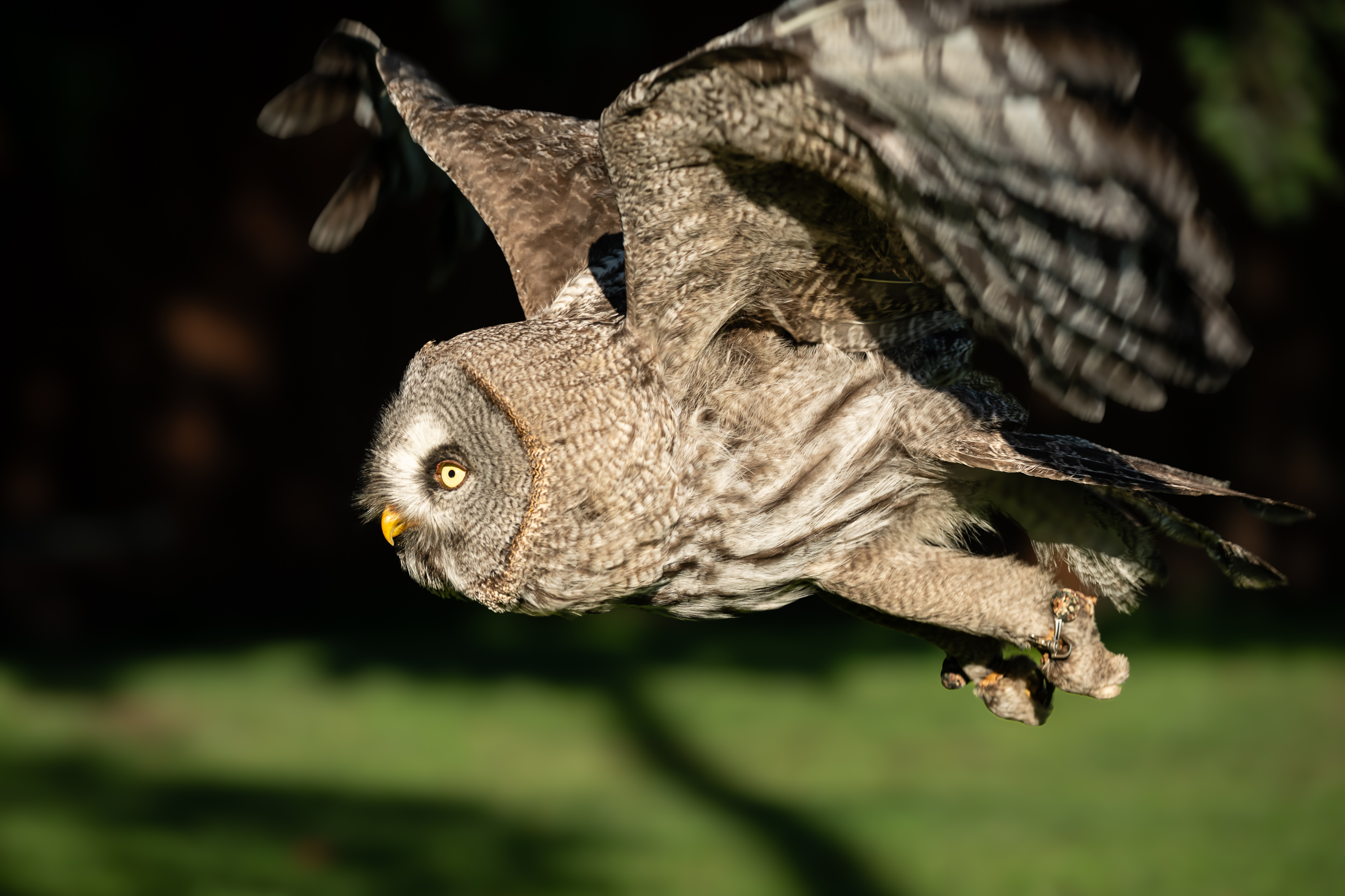 Falknereihof Haging 2479